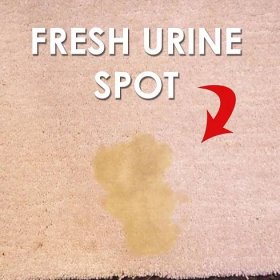 fresh-urine-spot