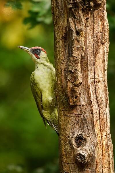 Euroasijské Žluna zelená - Picus viridis, krásné Žluna zelená plachý z Evropské lesy a lesy. — Stock obrázek