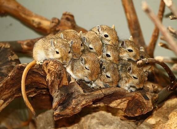 Mongolische Rennratte