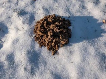 V zimě nemusí krtek pod zemí vůbec pospávat (Zdroj: Shutterstock)