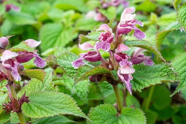 Lamium-orvala