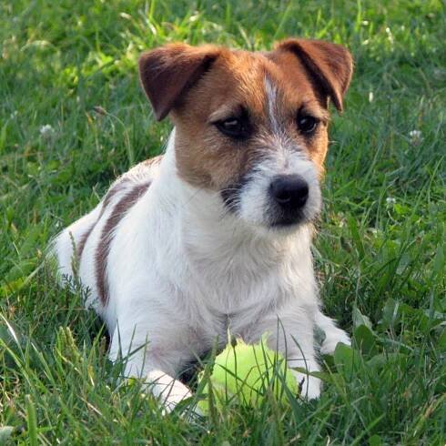 Jack Russell Terrier - Amaretto Armonia Canina