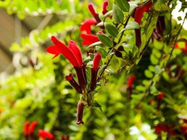 Lipstick Plant Care - Tips For Growing Lipstick Plants