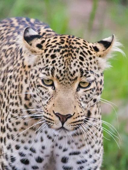 @bigcatwildcat on Tumblr