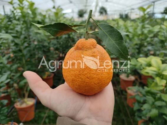 Dekopon (Kiyomi Tangor x Ponkan Mandarin) - Agrumi Lenzi Agrumi Lenzi