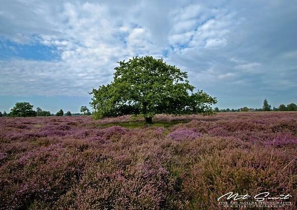 Nature Photography – Natuurfotografie | MTSMIT | Fine Art Nature Photography