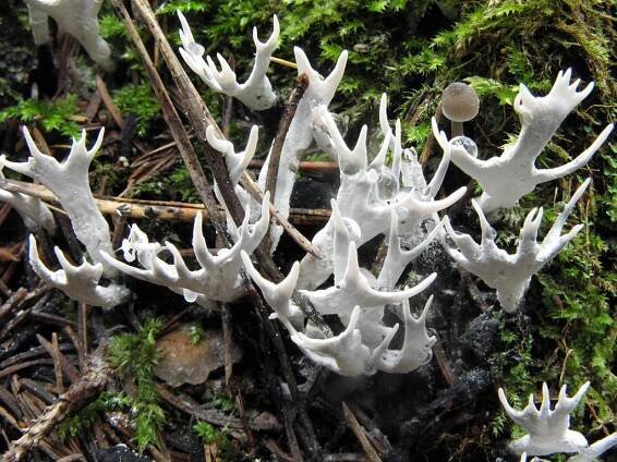 Sordariomycetes - tvrdohouby - myko.cz