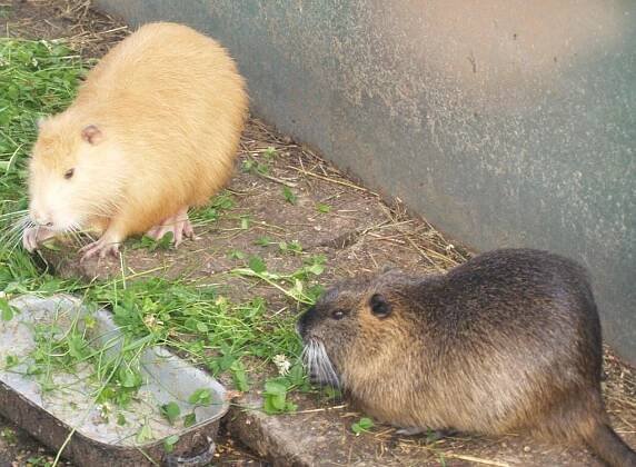 Minifarma Falbgery, Borová u Poličky | Farmy, ZOO, jízdy na koních
