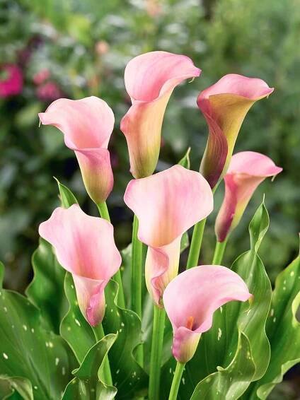 Zantedeschia ´Manila´ , Kala, Kornoutice, 14,16