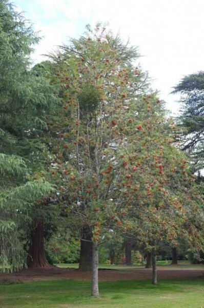 Sorbus aucuparia 'Edulis' ('Dulcis', 'Moravica')