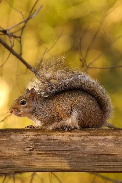 Jean-Marc Buytaert • Photographer - Squirrels