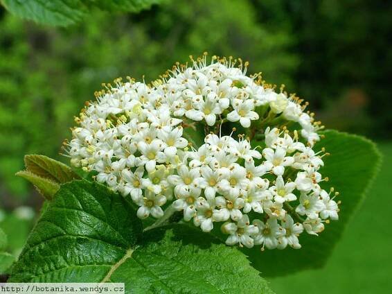 Herbář Wendys - Viburnum lantana - kalina tušalaj