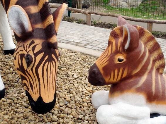 zebra kvaga