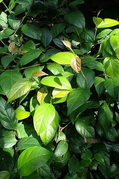 Ficus sagittata - Wikipedia