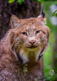 RYS KANADSKÝ (Lynx canadensis) (zoonahradecku.cz)