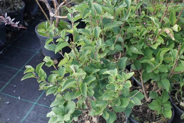 Šeřík 'Josee' - Syringa 'Josee'
