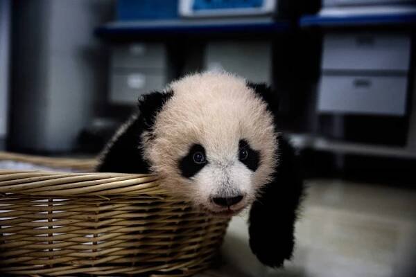 Meet the Pandas: China’s New Diplomats
