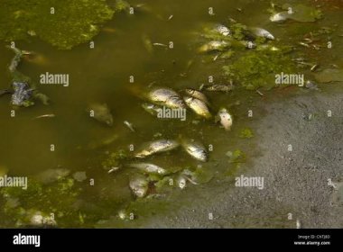 dead fishes at a shore after dumping manure into the water, Germany, Bavaria Stock Photo