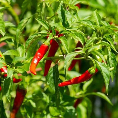 Cayenne Pepper In The Garden - Tips For Growing Cayenne Peppers