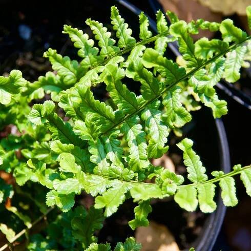 Dryopteris cristata  'The King'