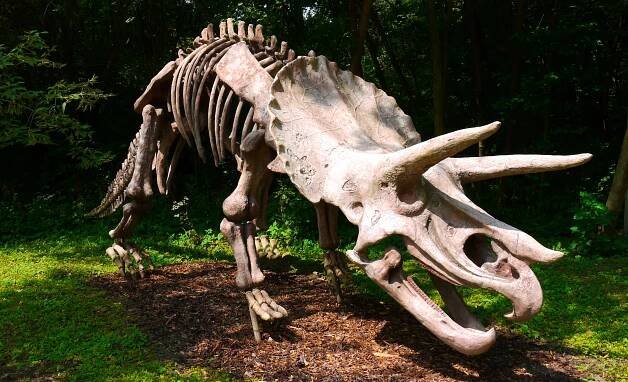 Soubor:Triceratops skeleton, DinoPark Vyškov.JPG