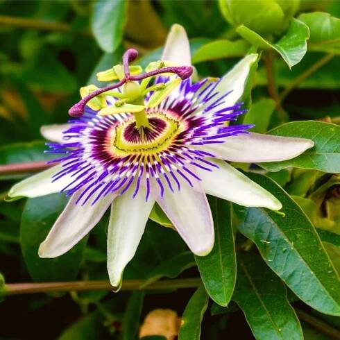 Passiflora Caerulea - The Complete Care Guide and Religious Meaning