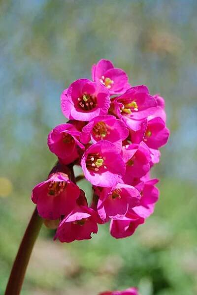 bergenia (bergenia crassifolia) bergenie - bergenie - stock snímky, obrázky a fotky
