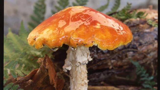 Muchomůrka císařka / Amanita caesera
