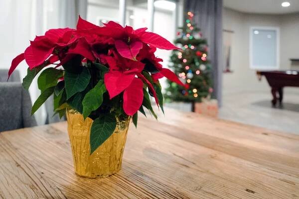 Expert Gardener Reveals How to Keep Poinsettias Fresh for Christmas and Beyond | Poinsettia care, Poinsettia plant, House plants