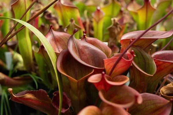 Smrtící vábení. Botanická zahrada představuje fascinující svět rostlinných predátorů