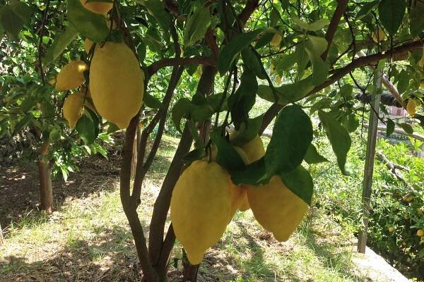 Classic Lemon tour 10am  - Image 3