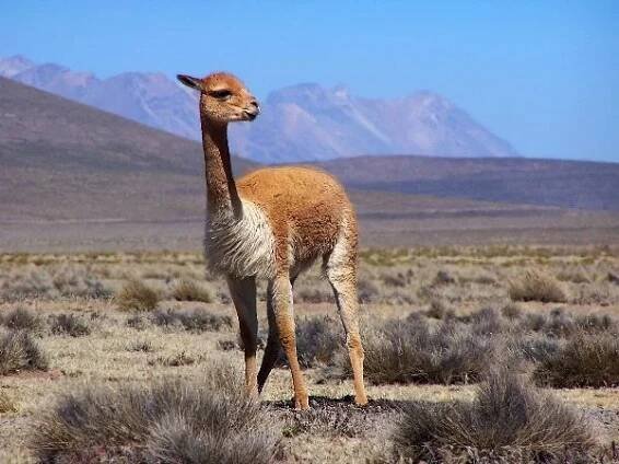 Lama vikuňa (Vicugna vicugna)
