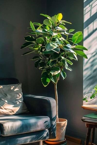 a ficus