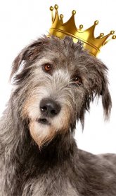The Irish Wolfhound- Get to know the Legendary Gentle Giant