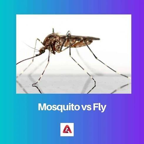 Mosquito vs Fly: Rozdíl a srovnání