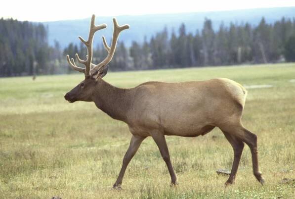 Wapiti