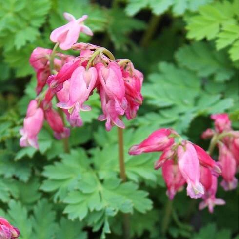 Srdcovka formosa Luxuriant – Dicentra formosa – cibuloviny – prodej