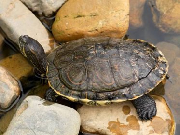 Mazlíčci - Plazi: Chov vodních želv v zahradním jezírku