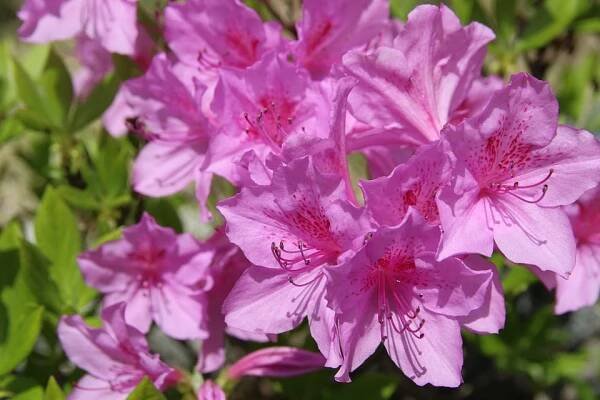 Azalea