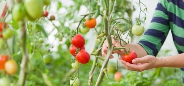 Sázení rajčat si musíte správně načasovat a dodržet při něm několik zásad. Jedině tak budete mít bohatou úrodu
