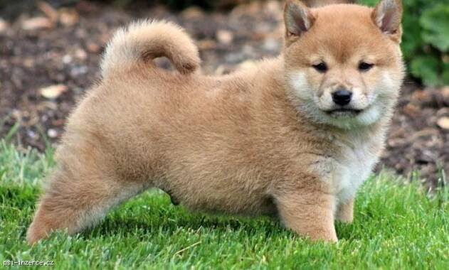 Shiba-inu štěně.
