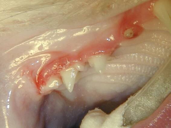 cat with gingivitis only