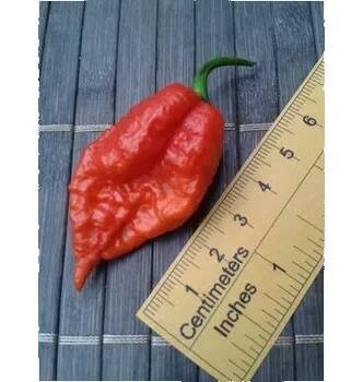 Carolina Reaper 17-CC2-8-7 (chilli semena)