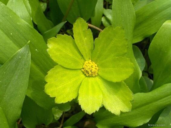 Hvězdnatec zubatý (Hacquetia epipactis)
