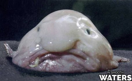 1 nejošklivější ryba blobfish