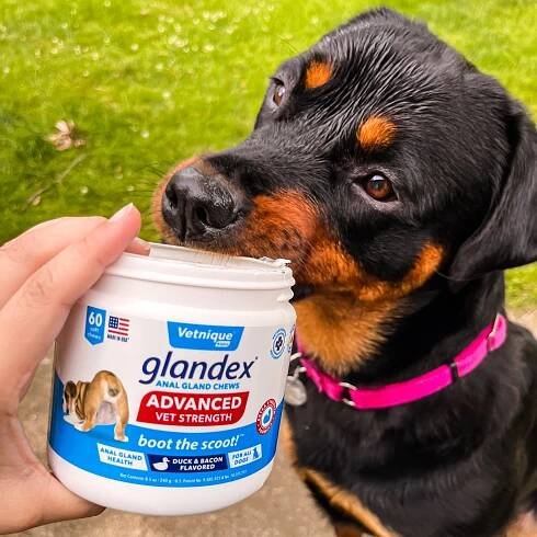Glandex Anal Gland & Digestive Support for Dogs & Cats 