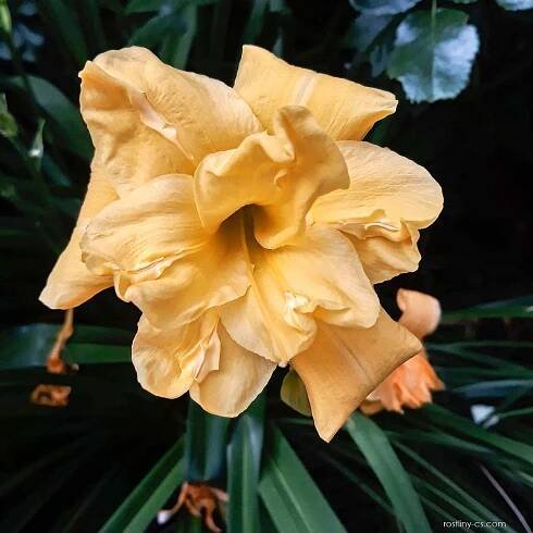 Denivka Three Tears (Hemerocallis)