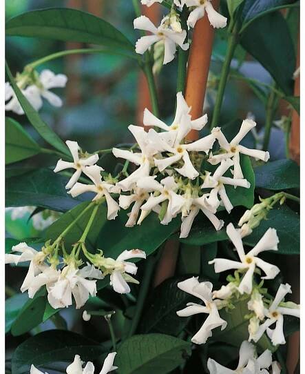 Grow by OBI Jasmínovník vonný "Rhyncospermum jasminoides", 18 l, v. 90 cm nakoupit u OBI