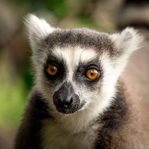 Meet Mahefa, Conservation Manager