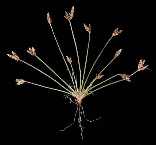 Isolepis congrua